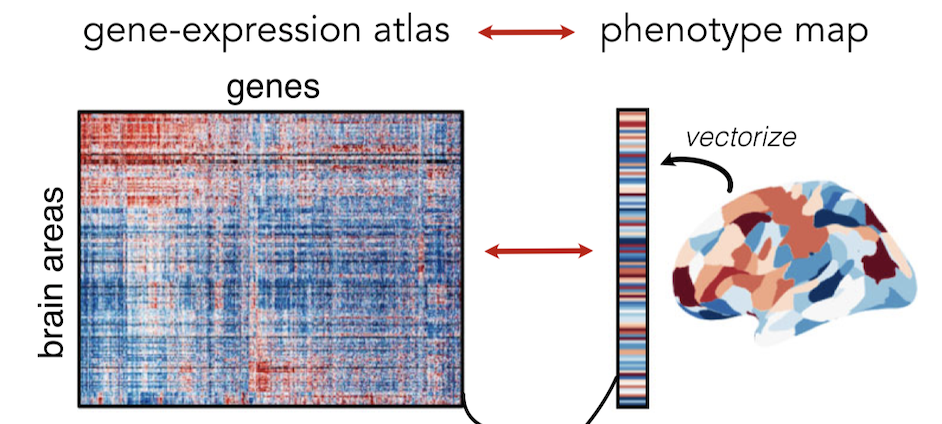 Gene expression enrichment