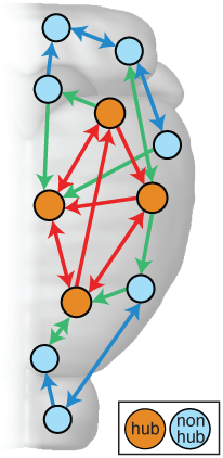 gene coexpression and hub connectivity