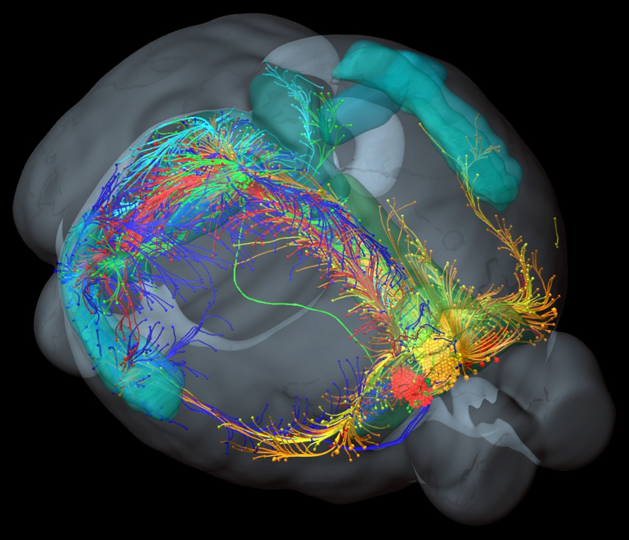 Mouse brain connections